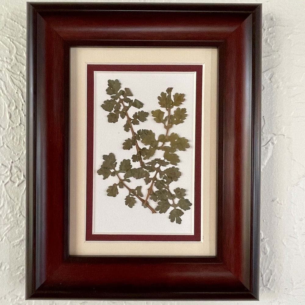 Pressed, Dried Fern in a Beautiful Wood Frame